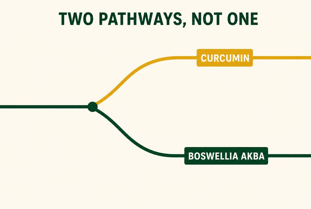 Diagram: two inflammatory pathways, not one